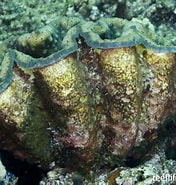 Image result for "bradycalanus Gigas". Size: 176 x 185. Source: reeflifesurvey.com
