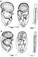 Afbeeldingsresultaten voor "oikopleura Fusiformis". Grootte: 126 x 185. Bron: www.researchgate.net