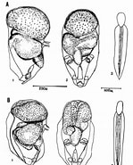 Image result for "oikopleura Rufescens". Size: 149 x 185. Source: www.researchgate.net