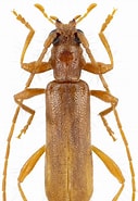 Image result for "actaeodes Consobrinus". Size: 127 x 185. Source: www.cerambyx.uochb.cz