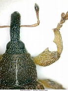 Image result for Bradycalanus Pseudotypicus Stam. Size: 138 x 185. Source: coleonet.de