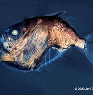 Afbeeldingsresultaten voor diepzeebijlvissen Klasse. Grootte: 182 x 185. Bron: diertjevandedag.be