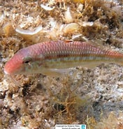 Image result for Mullus. Size: 176 x 185. Source: www.reeflex.net