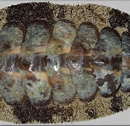 Afbeeldingsresultaten voor Acanthopleura granulata Klasse. Grootte: 191 x 185. Bron: www.jaxshells.org