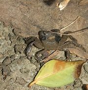 Image result for "ptychognathus Altimanus". Size: 180 x 185. Source: www.inaturalist.org