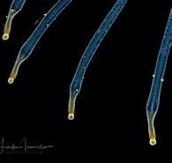 Image result for "calycopsis Papillata". Size: 195 x 185. Source: www.marinespecies.org