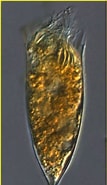 Image result for "Dadayiella ganymedes". Size: 107 x 185. Source: www.marinespecies.org
