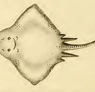 Image result for "raja Alba". Size: 190 x 185. Source: shark-references.com