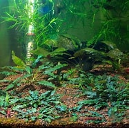 Image result for Cryptocheles pygmaea Stam. Size: 187 x 185. Source: www.flowgrow.de