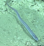 Afbeeldingsresultaten voor Pseudophichthys splendens Superklasse. Grootte: 174 x 185. Bron: www.marinespecies.org