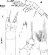 Image result for Amblyopsoides obtusa Rijk. Size: 164 x 185. Source: www.researchgate.net