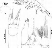 Image result for Amblyopsoides obtusa Geslacht. Size: 201 x 185. Source: www.researchgate.net