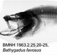 Image result for "bathygadus Favosus". Size: 192 x 110. Source: www.gbif.org