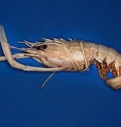 Image result for "metanephrops Arafurensis". Size: 176 x 185. Source: alchetron.com