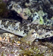 Image result for "mauligobius Maderensis". Size: 175 x 185. Source: www3.gobiernodecanarias.org