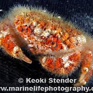 Image result for Paractaea. Size: 184 x 141. Source: www.marinelifephotography.com