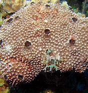 Image result for Ircinia felix. Size: 176 x 185. Source: reefguide.org