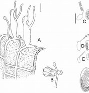 Image result for "proboscidactyla Stellata". Size: 177 x 185. Source: www.researchgate.net