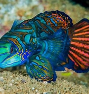 Image result for Fish. Size: 176 x 185. Source: www.wallpapers13.com