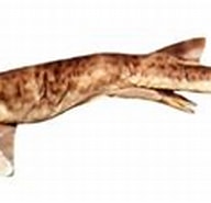 Afbeeldingsresultaten voor "schroederichthys Tenuis". Grootte: 192 x 83. Bron: www.eisk.cn