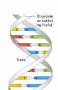 Image result for DNA Molekylvægt. Size: 114 x 185. Source: visningleietaker.blogspot.com