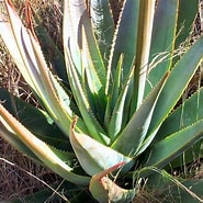 Image result for Aloe macroclada Extract. Size: 185 x 185. Source: blog.pharmaphysic.fr