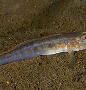 Image result for "lesueurigobius Friesii". Size: 176 x 185. Source: www.britishmarinelifepictures.co.uk