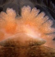 Image result for "lernaeodiscus Squamiferae". Size: 177 x 185. Source: enciclovida.mx