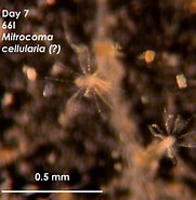 Afbeeldingsresultaten voor cellulari a. Grootte: 181 x 185. Bron: akiko-invertebrates.weebly.com