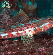 Image result for AULOPIDAE. Size: 176 x 185. Source: fishesofaustralia.net.au