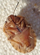 Image result for Sminthea Eurygaster Stam. Size: 133 x 185. Source: bugguide.net