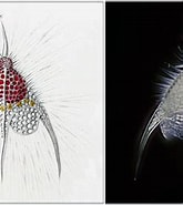 Afbeeldingsresultaten voor "pterocanium Trilobum". Grootte: 165 x 181. Bron: gallery.obs-vlfr.fr