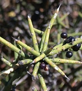 Image result for "pseudochirella Spinosa". Size: 168 x 185. Source: www.plantsystematics.org