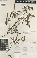 Afbeeldingsresultaten voor "mysidopsis Angusta". Grootte: 120 x 185. Bron: powo.science.kew.org