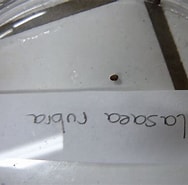 Afbeeldingsresultaten voor "lasaea Rubra". Grootte: 188 x 185. Bron: www.gbif.org
