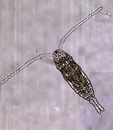 Image result for "acartia Bifilosa". Size: 160 x 181. Source: www.researchgate.net