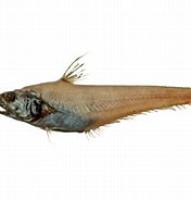 Coryphaenoides Genus ਲਈ ਪ੍ਰਤੀਬਿੰਬ ਨਤੀਜਾ. ਆਕਾਰ: 176 x 185. ਸਰੋਤ: fishesofaustralia.net.au