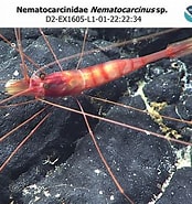 Image result for Nematocarcinus Africanus. Size: 174 x 185. Source: www.ncei.noaa.gov