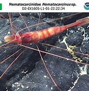 Image result for Nematocarcinus Ensifer Stam. Size: 181 x 185. Source: www.ncei.noaa.gov