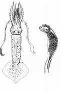 Afbeeldingsresultaten voor Brachioteuthis riisei Familie. Grootte: 122 x 185. Bron: www.ni.is