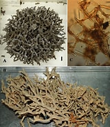 Afbeeldingsresultaten voor "clathria Coralloides". Grootte: 160 x 185. Bron: www.researchgate.net