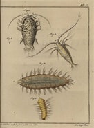 Image result for Slikkokerworm geslacht. Size: 136 x 185. Source: www.marinespecies.org