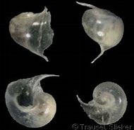 Afbeeldingsresultaten voor "peraclis Triacantha". Grootte: 190 x 185. Bron: www.gastropods.com