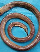 Image result for Panturichthys fowleri Rijk. Size: 141 x 153. Source: fishbase.de