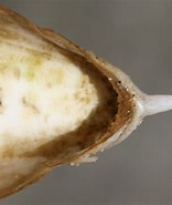Image result for Gedoornde zeekat. Size: 156 x 185. Source: waarneming.nl