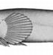 Afbeeldingsresultaten voor Aspasmichthys ciconiae. Grootte: 178 x 72. Bron: www.marinespecies.org
