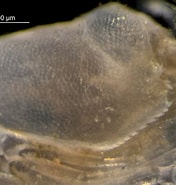Image result for "eudorella Truncatula". Size: 176 x 185. Source: www.marinespecies.org