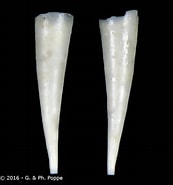 Afbeeldingsresultaten voor "creseis virgula Conica". Grootte: 173 x 185. Bron: gastropods.com