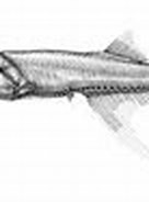 mida de Resultat d'imatges per a Bonapartia pedaliota.: 136 x 93. Font: fishesofaustralia.net.au