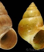 Image result for "assiminea Grayana". Size: 154 x 185. Source: www.gastropods.com